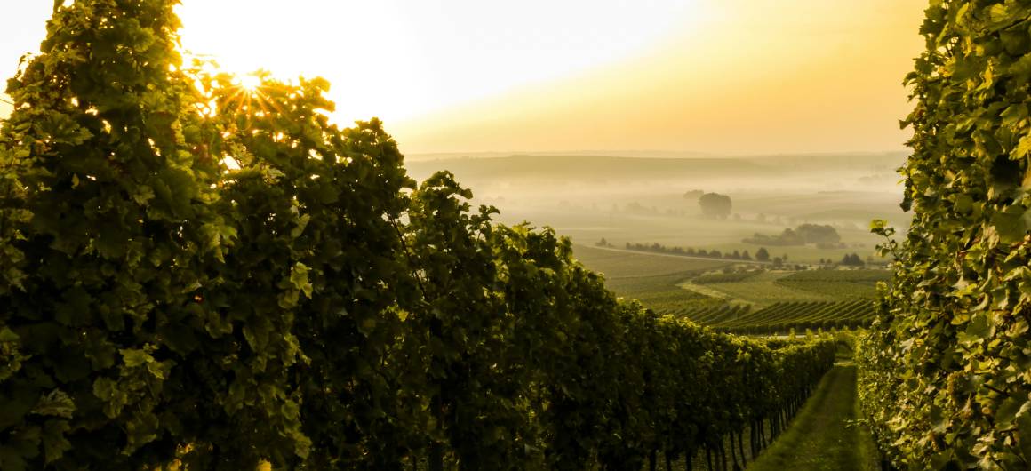 Des rangées de vignes vertes luxuriantes s’étendent à perte de vue dans les paysages viticoles de Bourgogne-Franche-Comté, France, alors que le soleil bas à l’horizon diffuse une lueur dorée et une légère brume sur les collines lointaines.