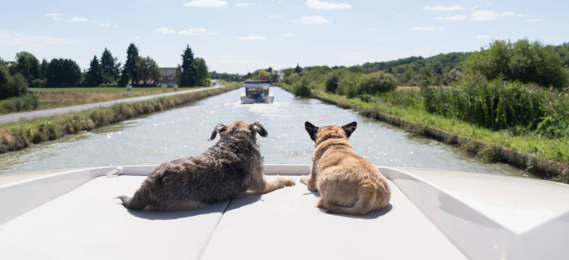 Two dogs relax on the bow of a cruising boat under a bright sunny sky, looking ahead along a tranquil canal in Burgundy.