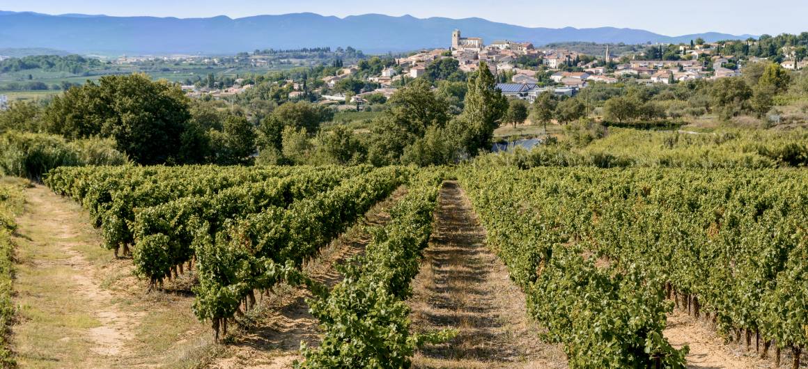 Vignoble et dégustation de vin près du Canal du Midi, route des vins dans le sud de la France.