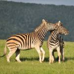 South Africa