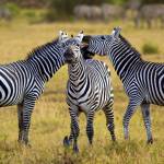 Beste Reisezeit Ruanda