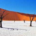 Tote Kameldornbäume vor den roten Dünen und blauem Himmel in Deadvlei, Sossusvlei, Namib Naukluft Nationalpark