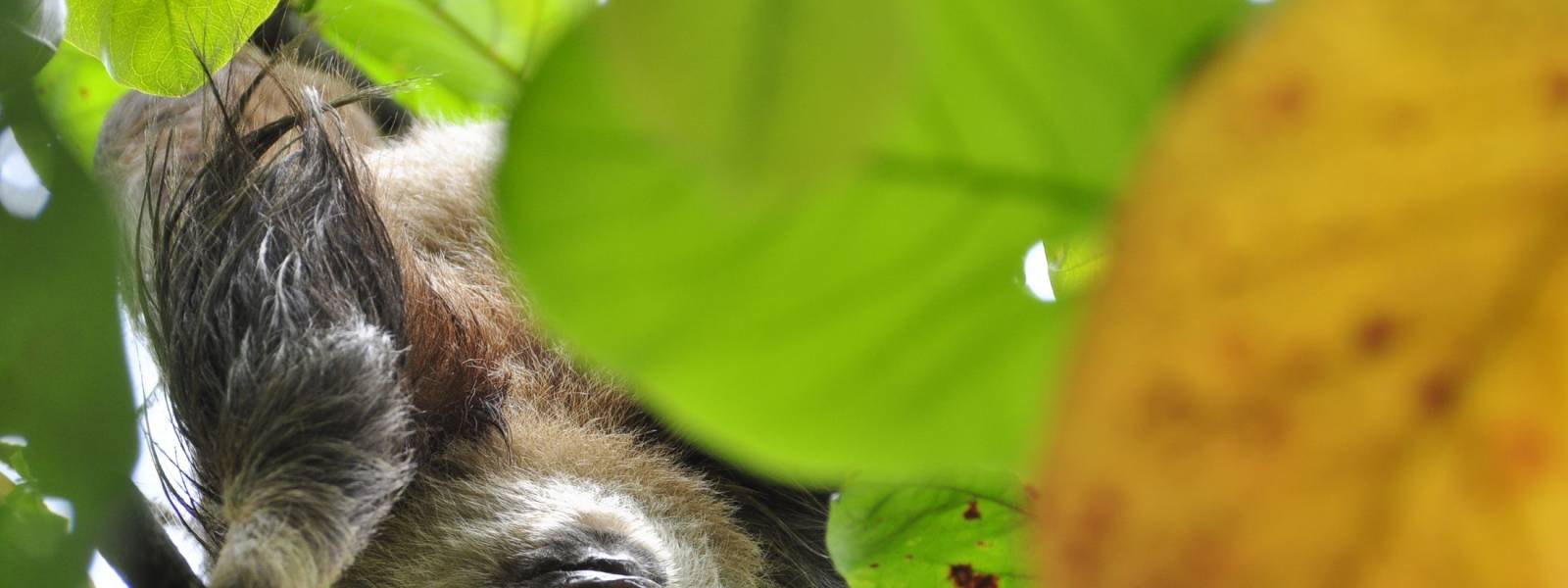Sloth in trees in Costa Rica