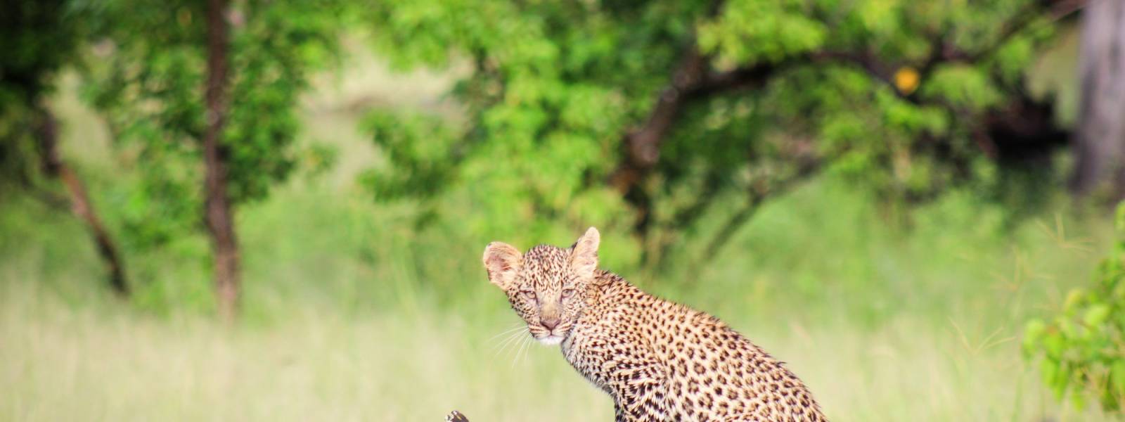 Leopard in Moremi