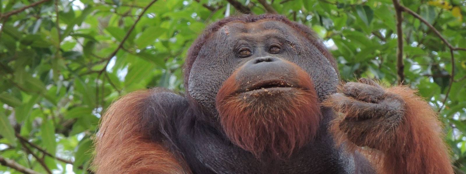 orangutan closest relative