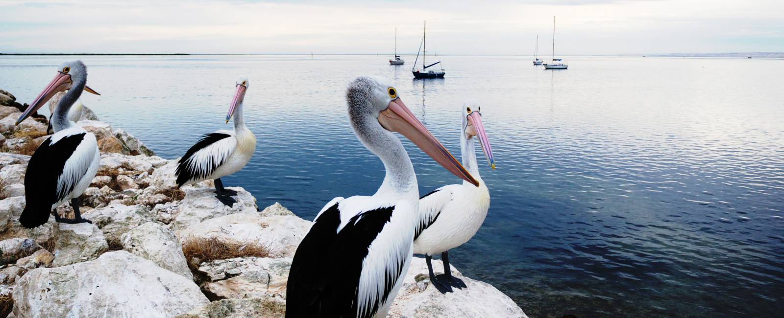 Pelicans Panorama, Kangaroo Island, Australien