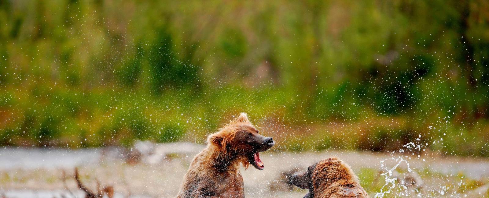 Alaska - Katami National park - bjørn 6
