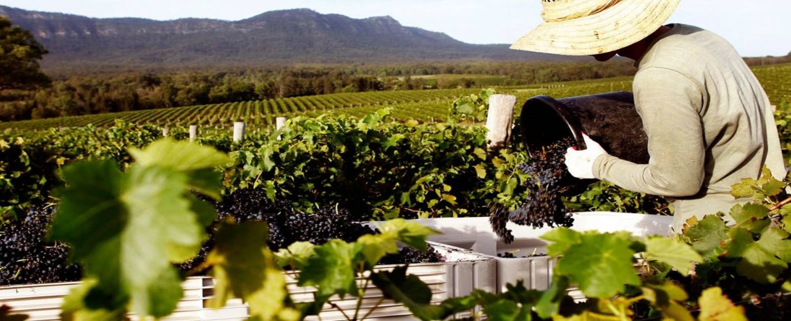 Australien - New South Wales - Hunter Valley - Vinmarker (2).jpg