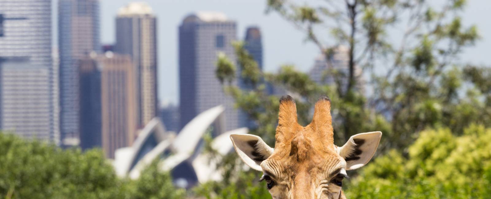 Australien - New South Wales - Sydney - Taronga Zoo (2)
