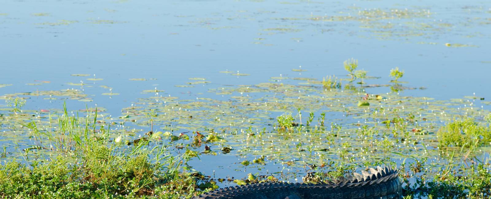 Australien - Northern Territory - Kakadu National Park - Yellow Waters - krokodille