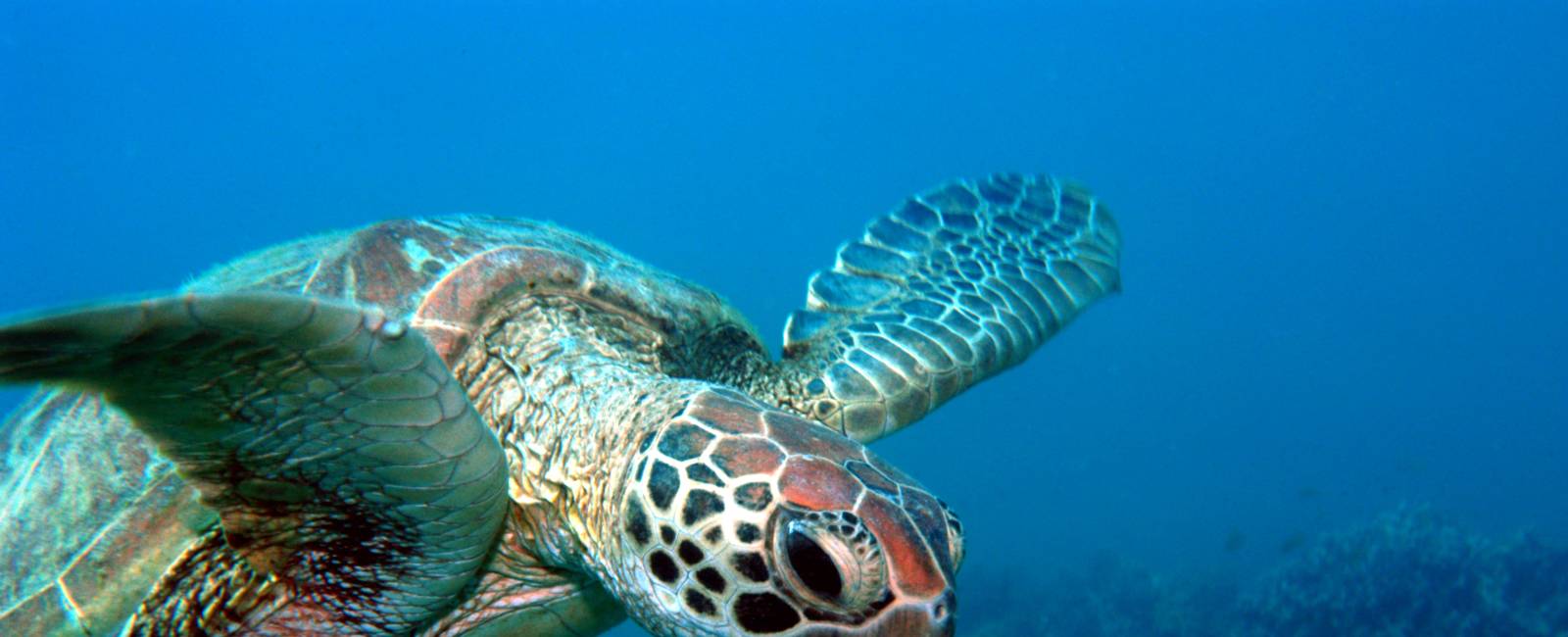 Australien - Queensland - Great Barrier Reef -Frankland Island - havskildpadde