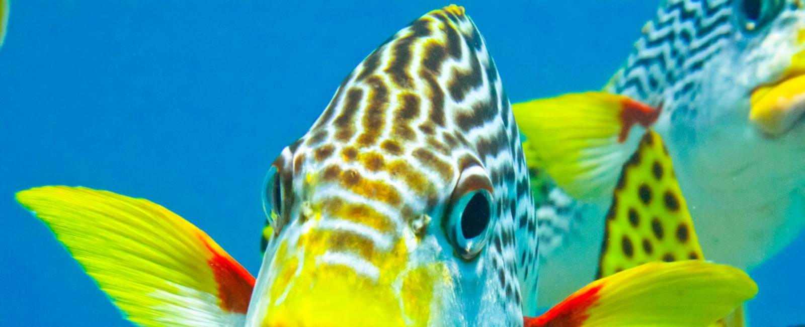Australien - Queensland - Great Barrier Reef - fisk 5_0