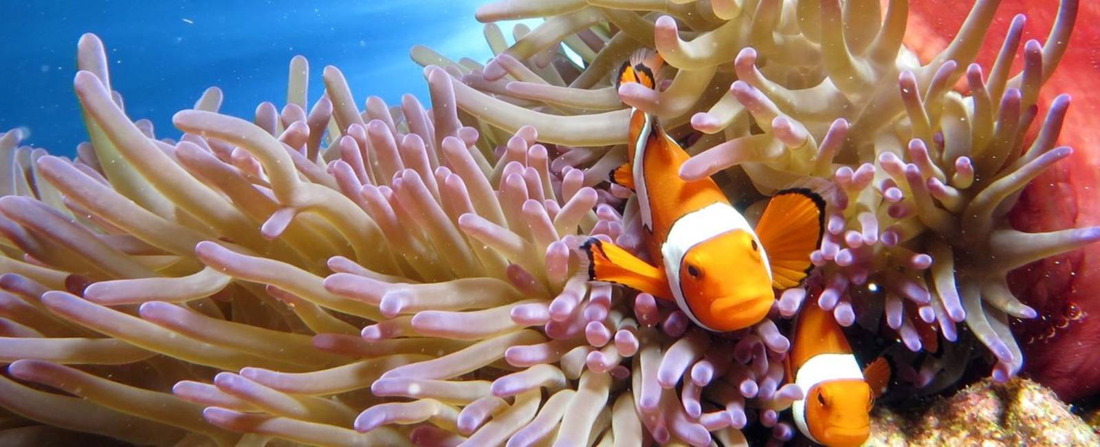 Australien - Queensland - great barrier reef - Silversonic Nemo (6).jpeg