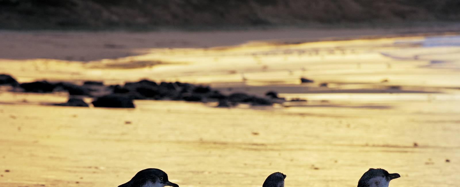 Australien - victoria - Phillip Island - pingviner 5