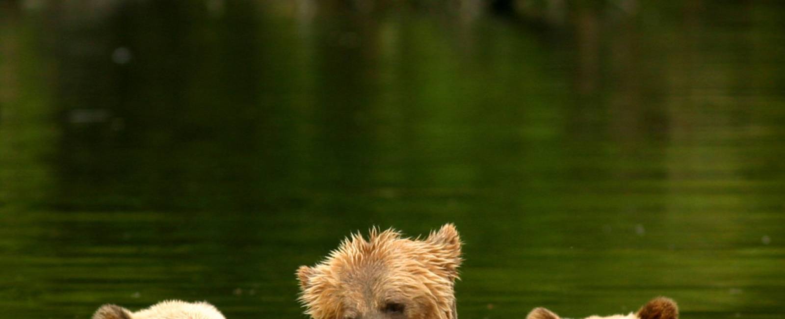 Canada - British Columbia - Knight Inlet Lodge - Grizzlybjørne (Custom)