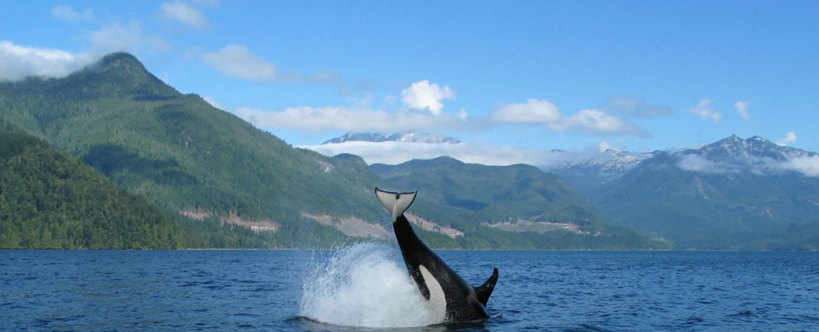Canada - British Columbia - Vancouver Island -April Point - Hval