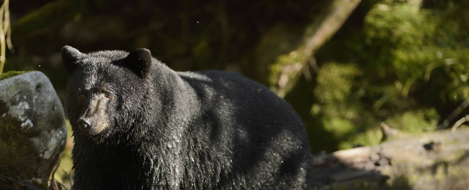 Canada - British Columbia - Vancouver Island - Bjorn (2)