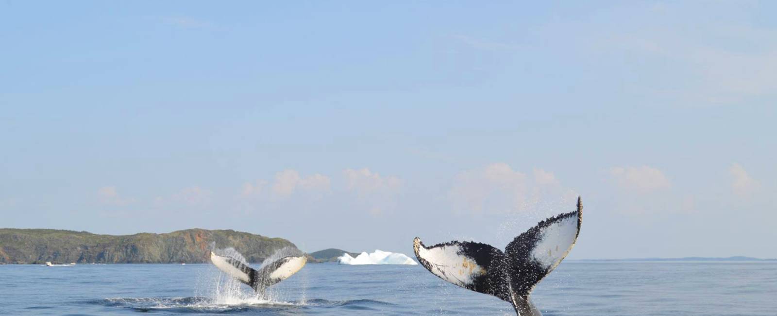 Canada - Newfoundland - St. John's - hval