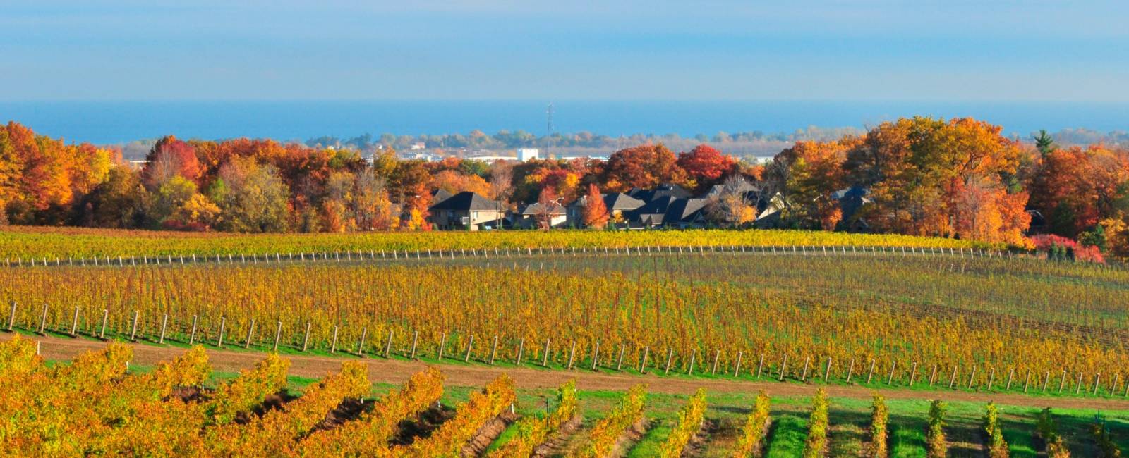 Canada - Ontario - Niagara-on-the-lake - vin