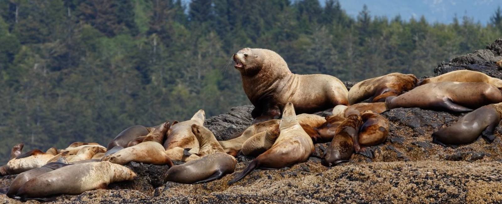 Canada - vancouver island - søløve.jpg
