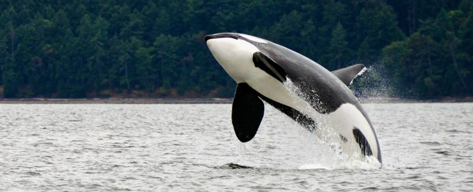 Canada - vancouver island - spækhugger.jpg