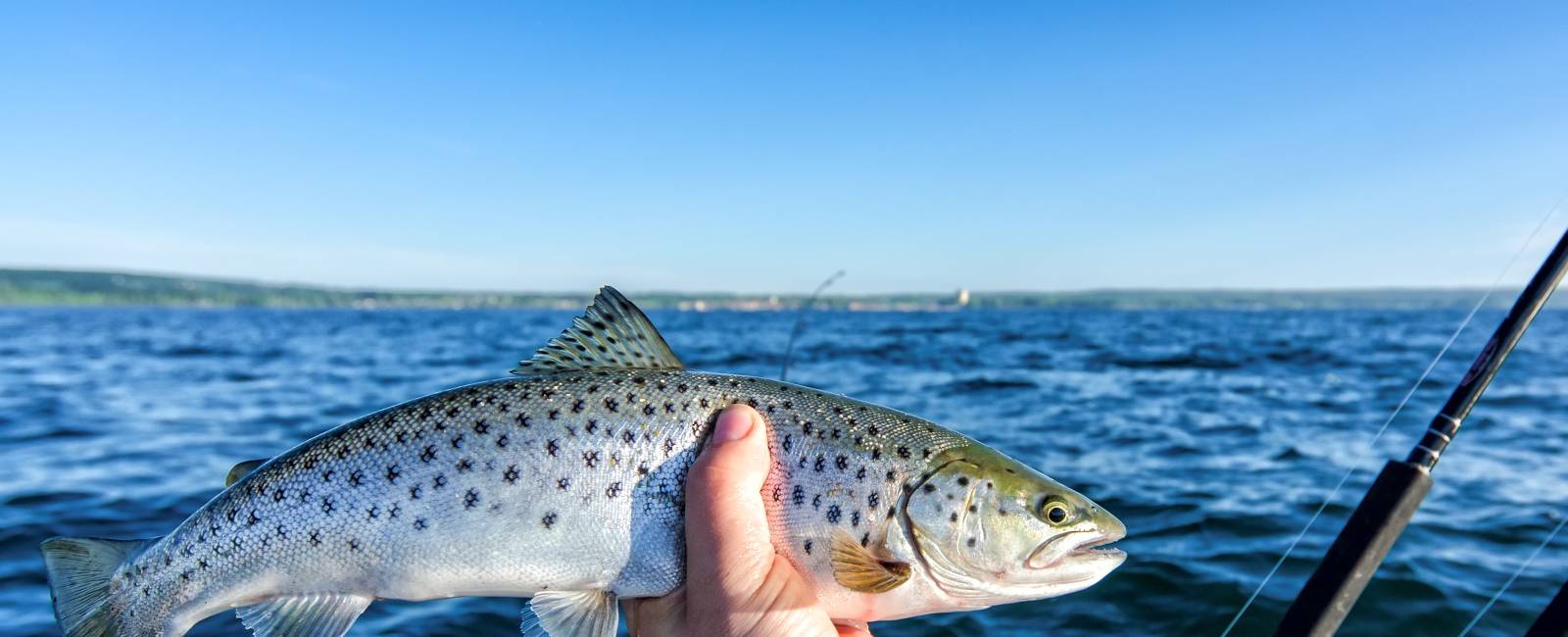 Laksefiskeri