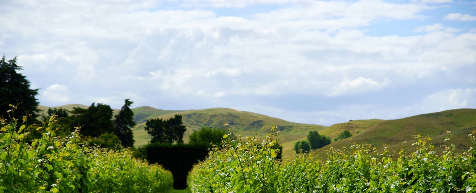 New Zealand - North Island- Hawkes Bay - Vin