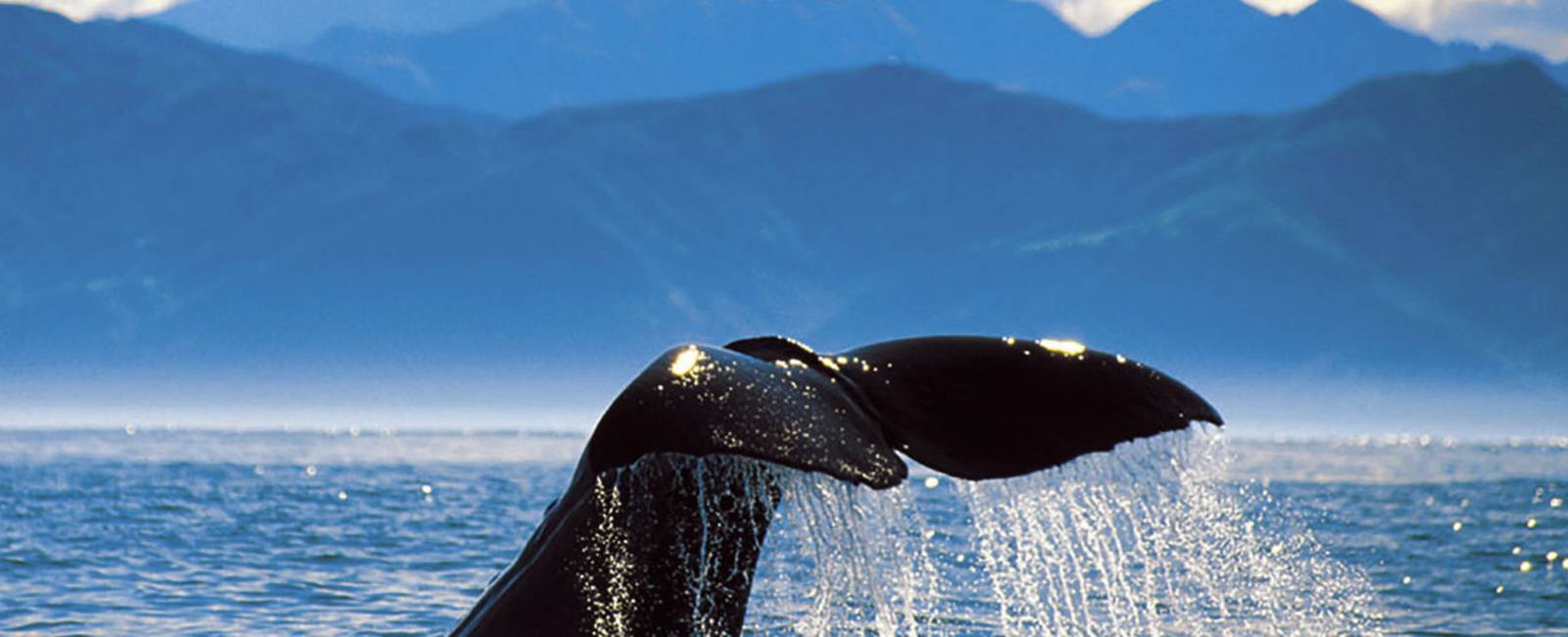 New Zealand - South Island - Kaikoura - Hval_0.jpg