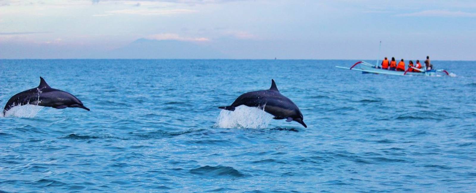 New Zealand - delfin.jpg
