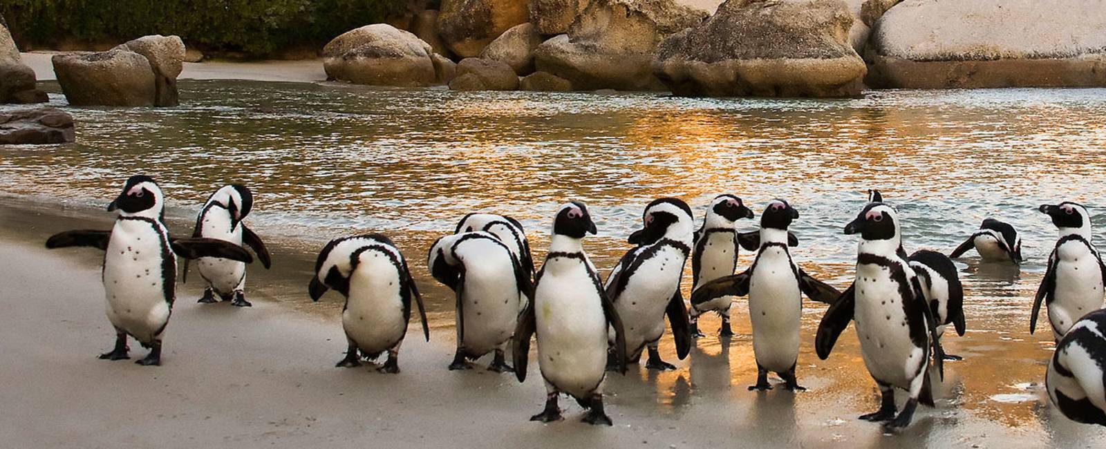 Sydafrika - Cape Town - Pingviner (3).jpg