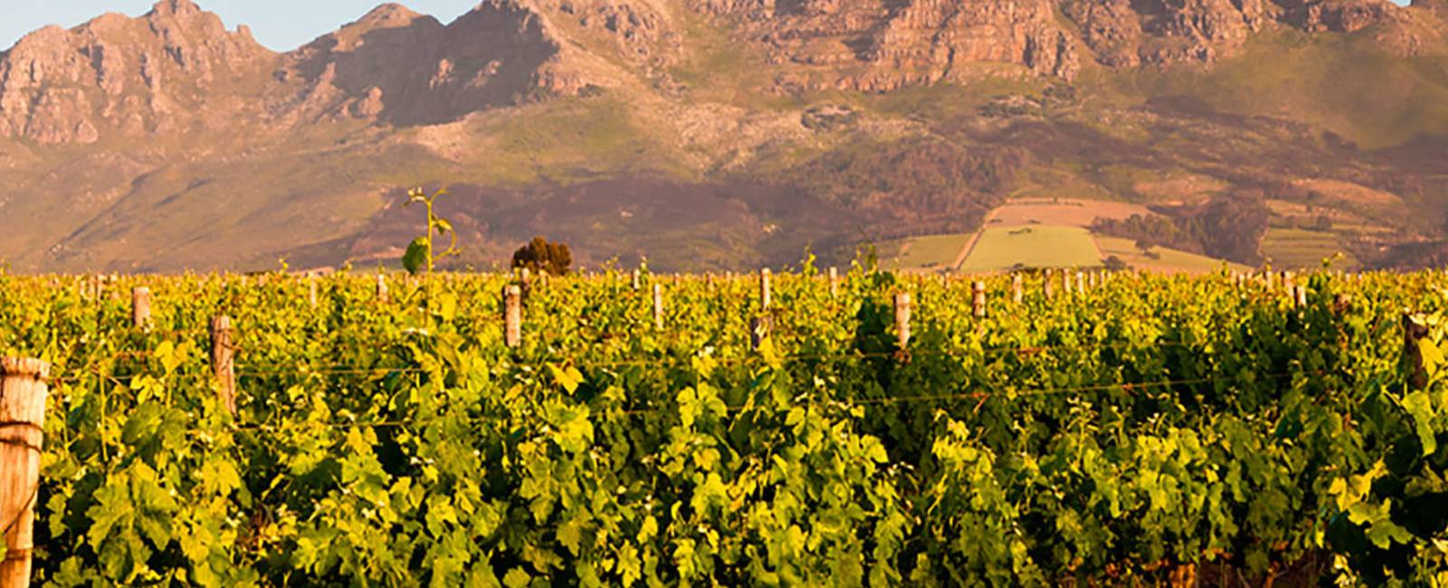 Sydafrika - Vin - Vinmark - Stellenbosch.jpg