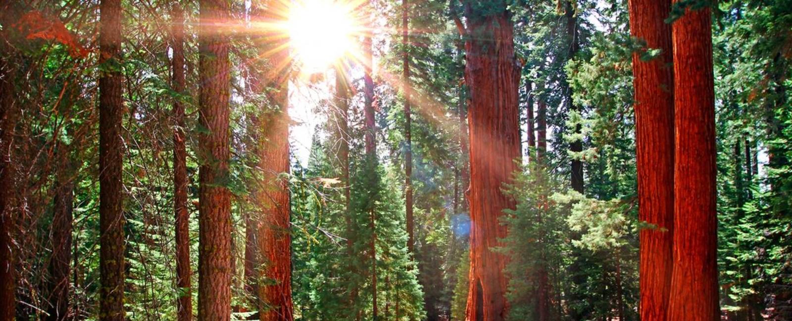 USA - Sequoia.jpg