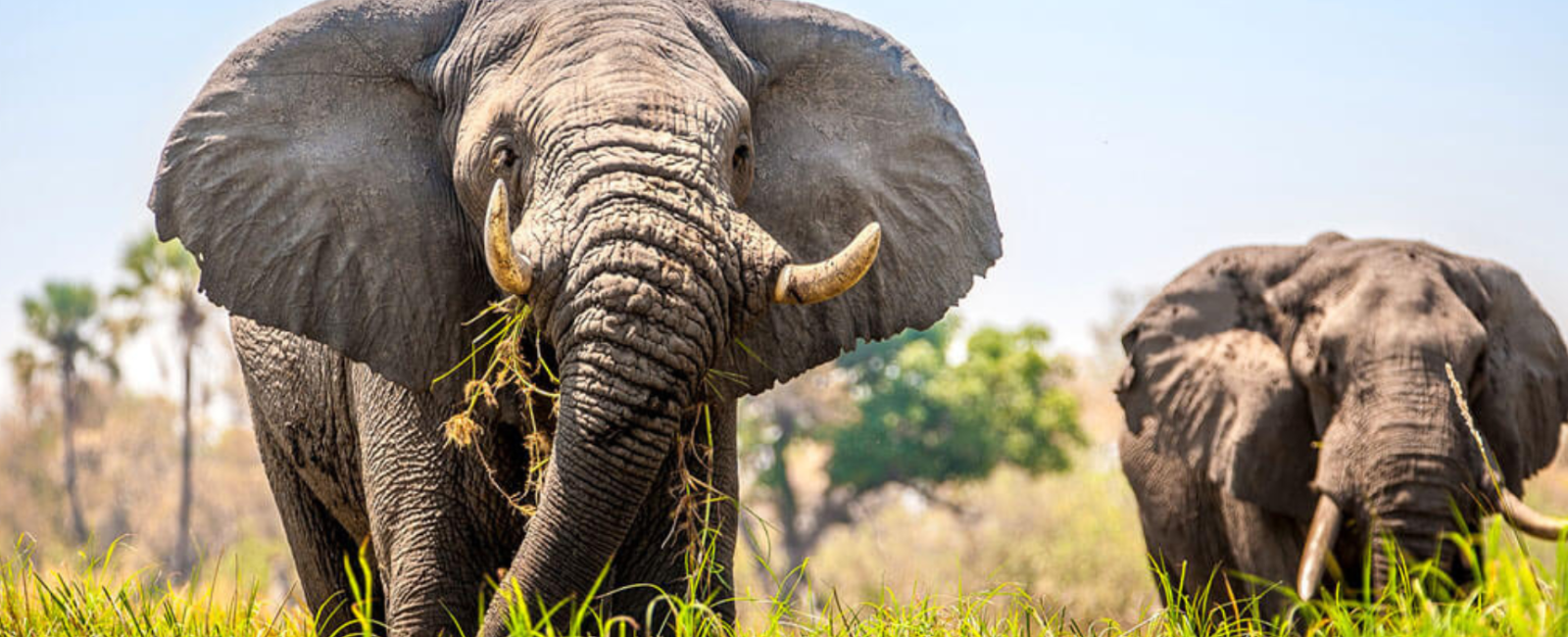Botswana från Okavango till Kalahari