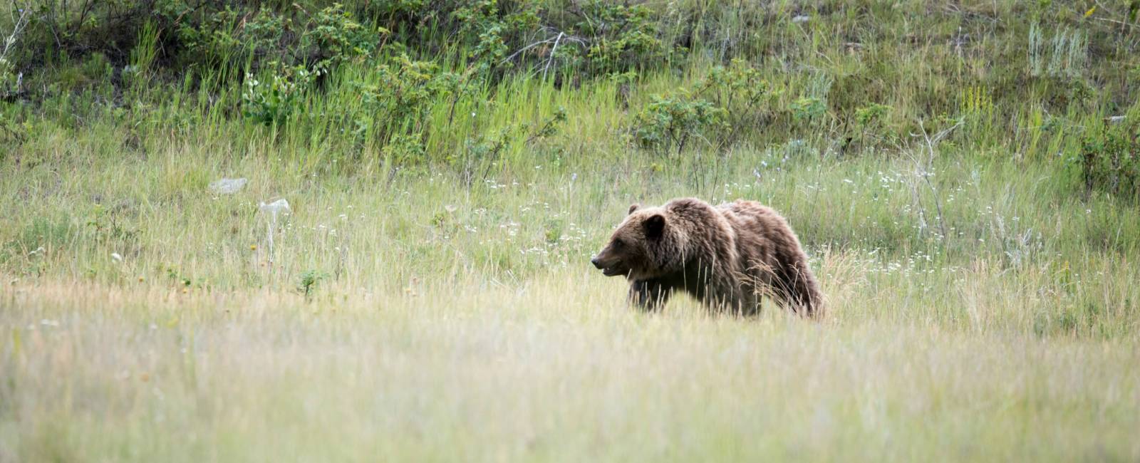 canada - brown bear - bredformat 3000x1200px