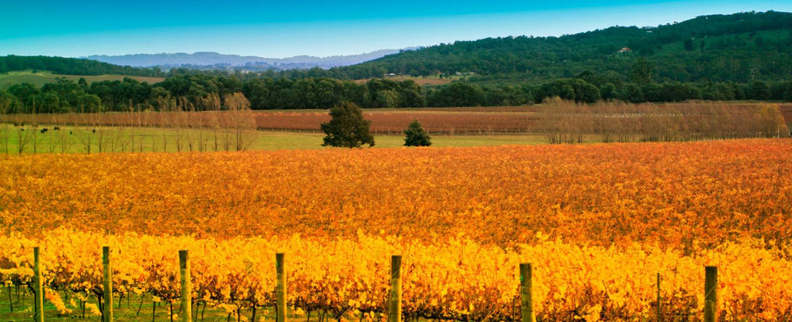 Australien - victoria - Yarra Valley - vin 3.jpg