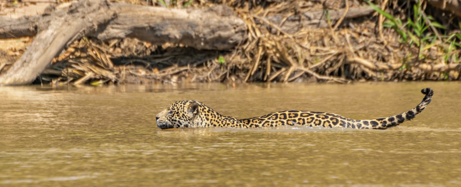 Brasilien: Imponerende vandfald, Pantanal og Amazonas