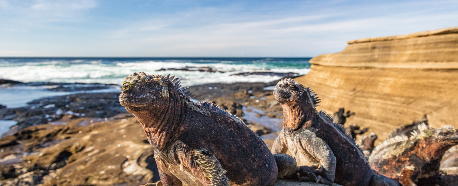 Galápagos: Naturens hemligheter