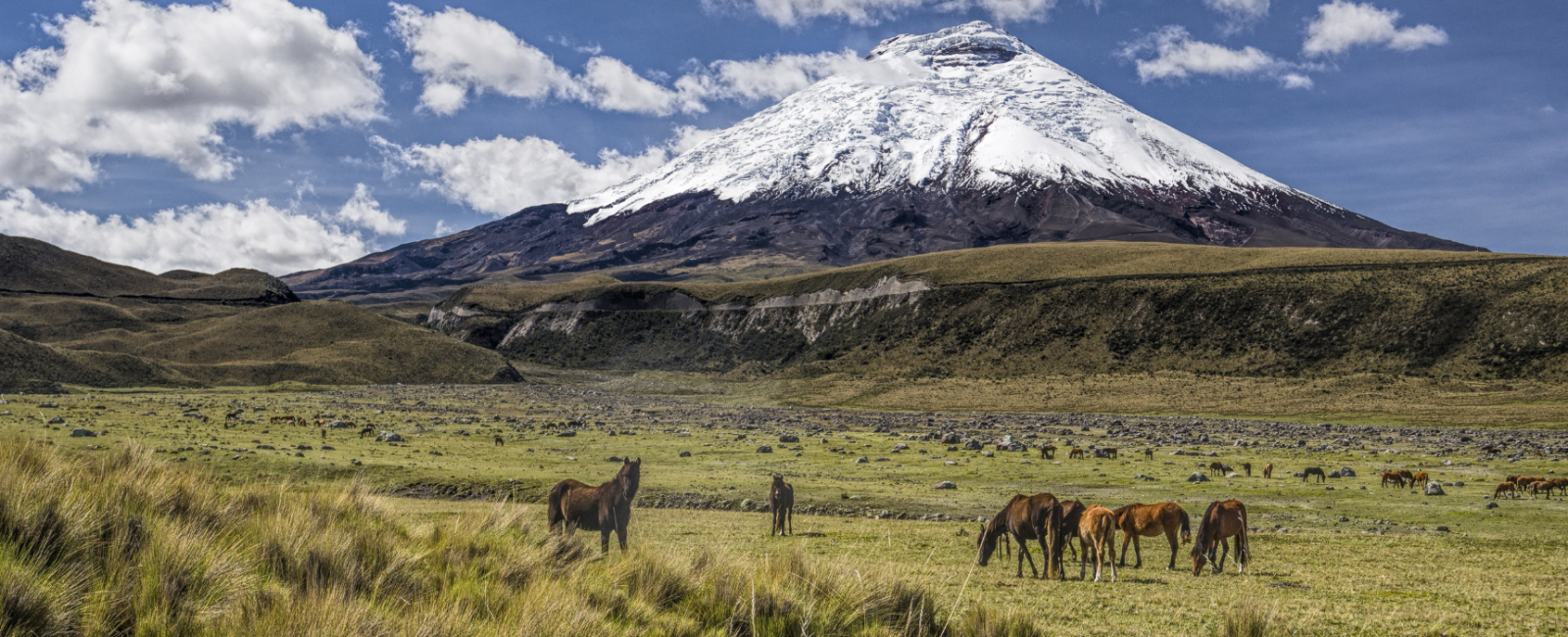 Ecuador: Galápagos Safari og vulkaner