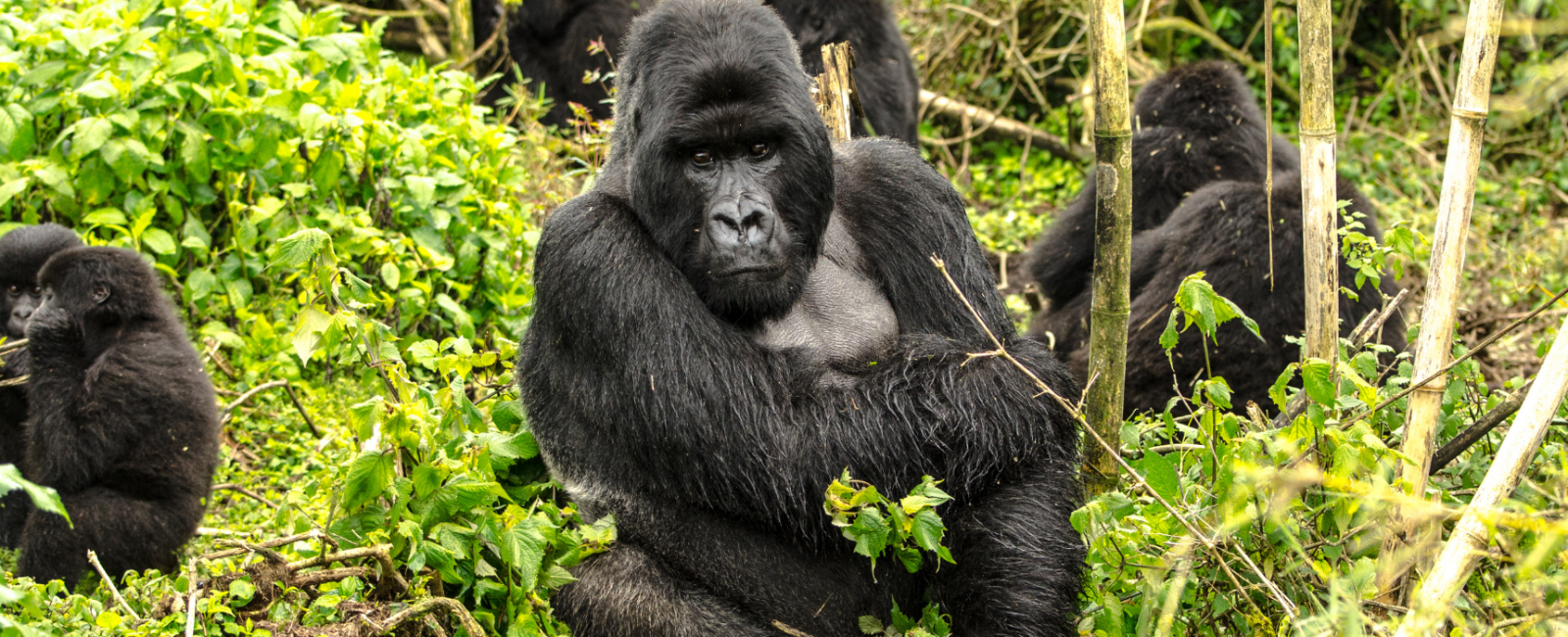 Kenya og Rwanda: Afrikas unikke natur