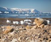 Northwest Passage: Epic High Arctic