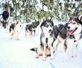 Finnish Wilderness Week