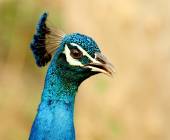 Cycle Kerala & Tropical India