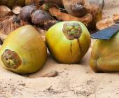 Cycle Kerala & Tropical India