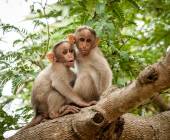 Cycle Kerala & Tropical India