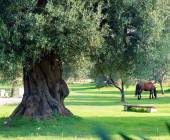 Cycling Puglia & Matera