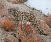 Search for Snow Leopards with Valerie Parkinson