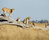 Botswana & Zimbabwe Lodge Safari