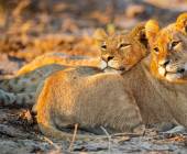 Botswana & Zimbabwe Lodge Safari