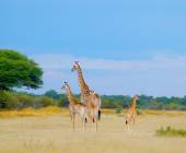 Botswana & Zimbabwe Lodge Safari