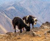 Climb Morocco’s Mt Toubkal